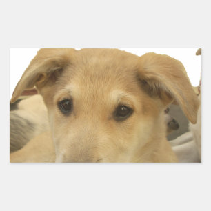 Golden Wisdom: een hondenoog Uitzicht van de schoo Rechthoekige Sticker