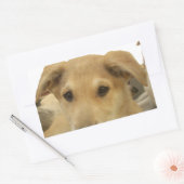 Golden Wisdom: een hondenoog Uitzicht van de schoo Rechthoekige Sticker (Envelop)