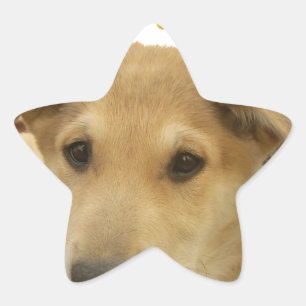 Golden Wisdom: een hondenoog Uitzicht van de schoo Ster Sticker