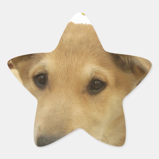 Golden Wisdom: een hondenoog Uitzicht van de schoo Ster Sticker (Voorkant)