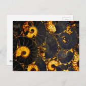 Golden yellow black fossil Nautilus Briefkaart (Voorkant / Achterkant)