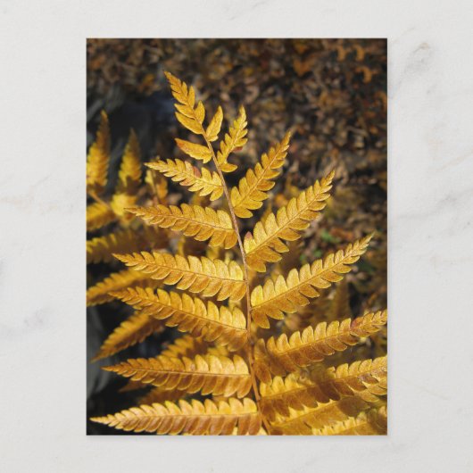 Golden Yellow Fern Fall Leaves Foto Briefkaart (Voorkant)