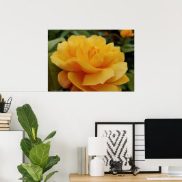Golden Yellow Rose Blossom Flower foto Poster