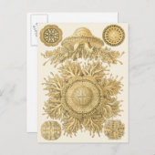 Golden Zee Creats Briefkaart (Voorkant / Achterkant)