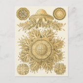 Golden Zee Creats Briefkaart (Voorkant)