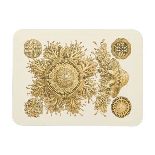 Golden Zee Creats Magneet (Horizontaal)