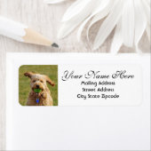 Goldendoedel met het Ball Return-adres Etiket (Insitu)