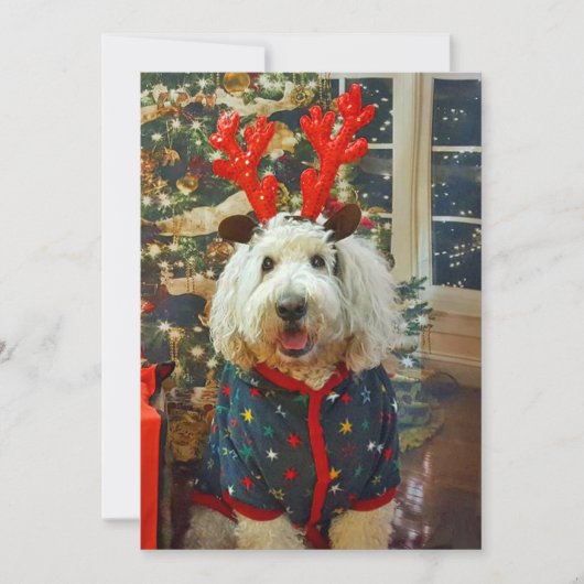 Goldendoedel thuis voor de feestdagen feestdagenkaart (Voorkant)