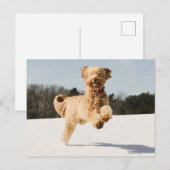 Goldendoedle die door het veld loopt briefkaart (Voorkant / Achterkant)