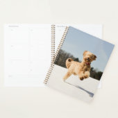 Goldendoedle die door het veld loopt planner (Display)