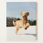 Goldendoedle die door het veld loopt planner (Achterkant)