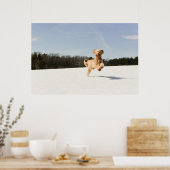 Goldendoedle die door het veld loopt poster (Keuken)