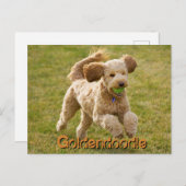 Goldendoedle Dog met Ball Briefkaart (Voorkant / Achterkant)