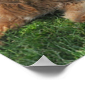 Goldendoedle en labraedle vrienden poster (Hoek)