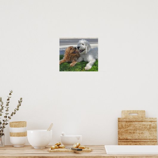Goldendoedle en labraedle vrienden poster (Keuken)