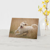 Goldendoedle loopt door gras kaart (Gele Bloem)