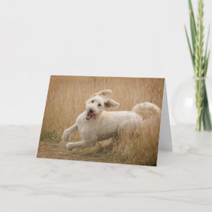 Goldendoedle loopt door gras kaart