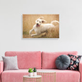 Goldendoedle loopt door Grass Canvas Afdruk (Insitu (Woonkamer))