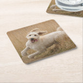 Goldendoedle loopt door Grass Kartonnen Onderzetters (Schuin)