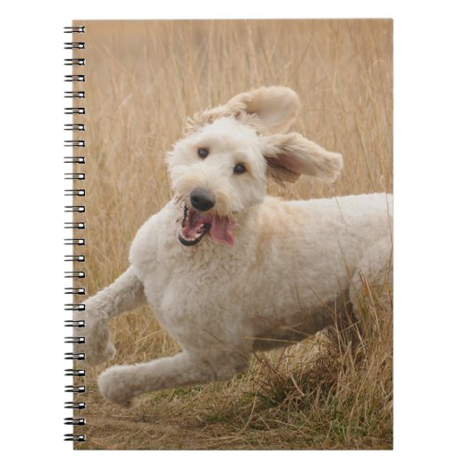 Goldendoedle loopt door Grass Notitieboek (Voorkant)