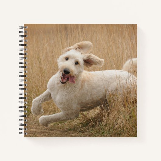 Goldendoedle loopt door Grass Notitieboek (Voorkant)