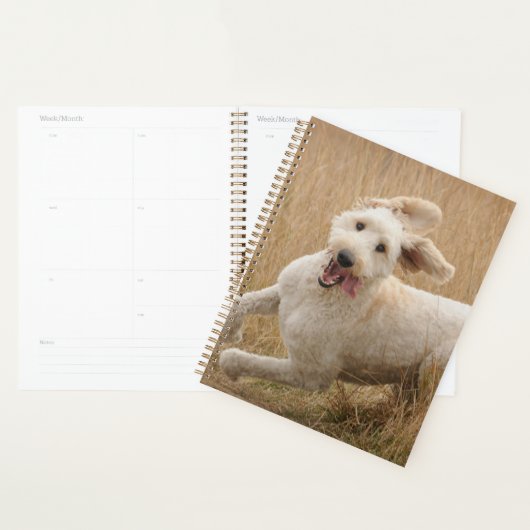 Goldendoedle loopt door Grass Planner (Display)