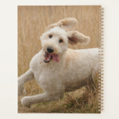 Goldendoedle loopt door Grass Planner (Achterkant)