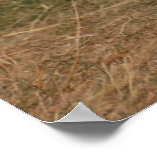 Goldendoedle loopt door Grass Poster (Hoek)