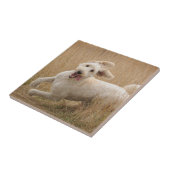 Goldendoedle loopt door Grass Tegeltje (Zijkant)