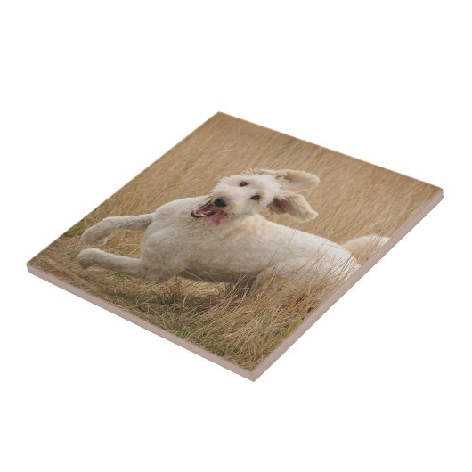 Goldendoedle loopt door Grass Tegeltje (Zijkant)