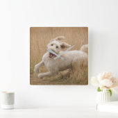 Goldendoedle loopt door Grass Vierkante Klok (Huis)