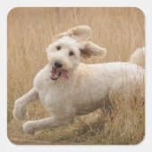 Goldendoedle loopt door Grass Vierkante Sticker (Voorkant)