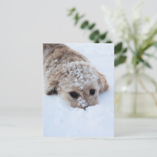 Goldendoedle met neus in sneeuw briefkaart (Staand voorkant)