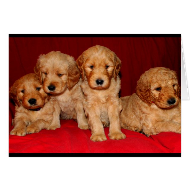 Goldendoedle Puppy Any Occasion Card (Voorkant Horizontaal)
