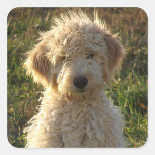 Goldendoedle Puppy Dog Greeting Sticker / Label
