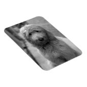 Goldendoedle Puppy in de achtertuin Magneet (Rechterzijde)