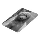 Goldendoedle Puppy in de achtertuin Magneet (Linkerzijde)