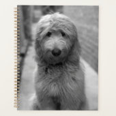 Goldendoedle Puppy in de achtertuin Planner (Voorkant)