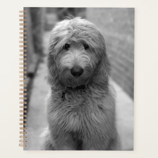 Goldendoedle Puppy in de achtertuin Planner (Voorkant)