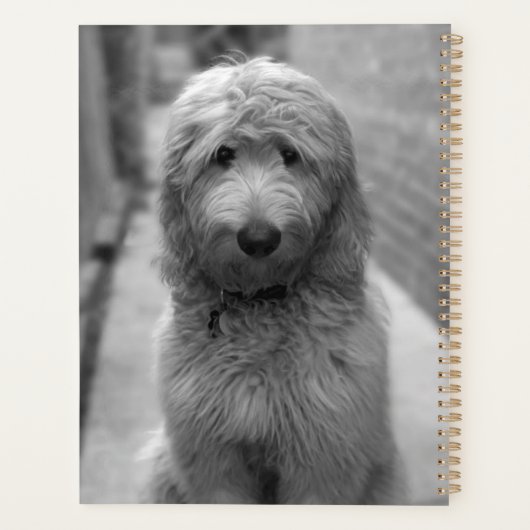 Goldendoedle Puppy in de achtertuin Planner (Achterkant)