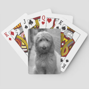 Goldendoedle Puppy in de achtertuin Pokerkaarten