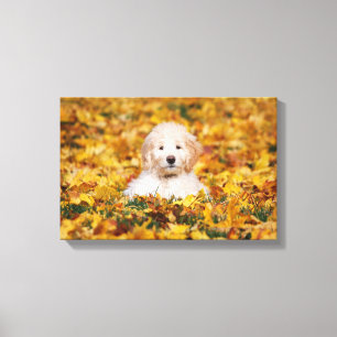 Goldendoedle Puppy in Fall Leaves Canvas Afdruk