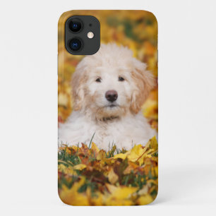 Goldendoedle Puppy in Fall Leaves Case-Mate iPhone Case