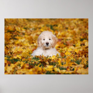 Goldendoedle Puppy in Fall Leaves Poster