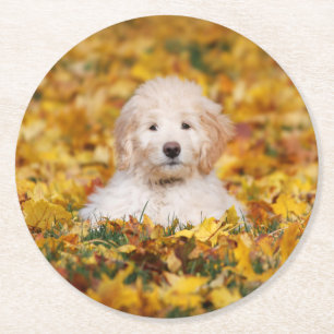 Goldendoedle Puppy in Fall Leaves Ronde Kartonnen Onderzetter