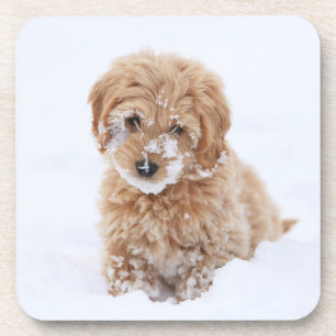 Goldendoedle Puppy met sneeuw op gezicht Bier Onderzetter