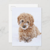 Goldendoedle Puppy met sneeuw op gezicht Briefkaart (Voorkant / Achterkant)
