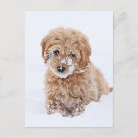 Goldendoedle Puppy met sneeuw op gezicht Briefkaart (Voorkant)