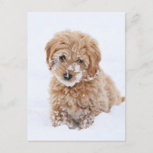 Goldendoedle Puppy met sneeuw op gezicht Briefkaart