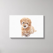 Goldendoedle Puppy met sneeuw op gezicht Canvas Afdruk (Voorkant)